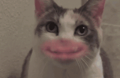����Ǿ��ǡ��ϻ��𣿴𰸿�û��ô��