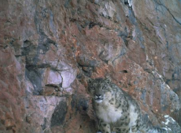 曝珍濒危物种雪豹“靓照” 全国雪豹数量应超过1000只