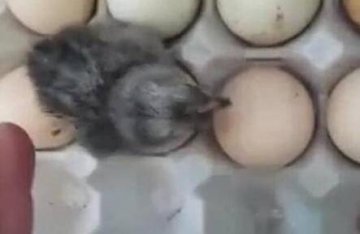 �������ӽ���������̨����С�� ���տ�������������Ҳ��ŭ��