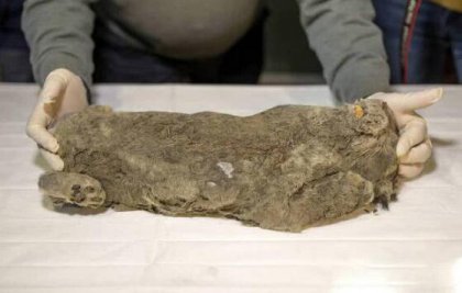 ������������ʨ      δ�����ܻ��¡һ��һ���Ļ���Ŷ1