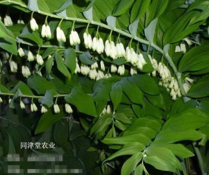 2019ũ�崴ҵ�¸�����Ŀ ����ͬ����ҩ����ֲƷ�ֶ� ǰ��������