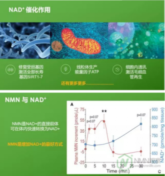 NMN�۲죺��������ҩ�������Ǻ��� �����˽�NMN