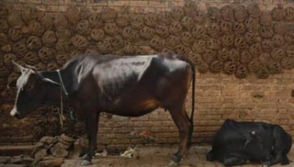 ӡ��ţ���ս���������˻��᲻���ģ����Ǹ�ʲô����