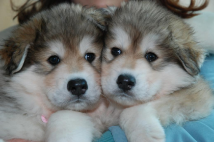 4����һ���ֻ� Ů�ӽ��¡�����ð�������