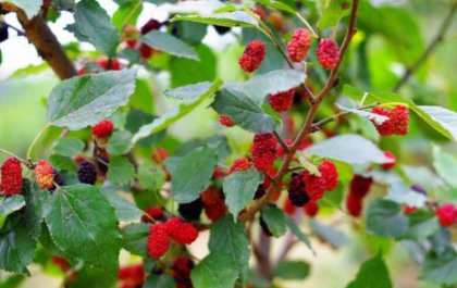 ũ���һ��Ұ��,���ںܹ��ֵǮ