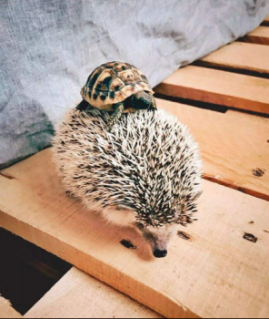 ����Т�н����Ʒ�ƾ���ʳ��,ҩ�õȶ�����;