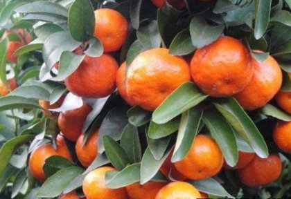 һ��ˮ������ͷСζ���𣬺��ӳ�����