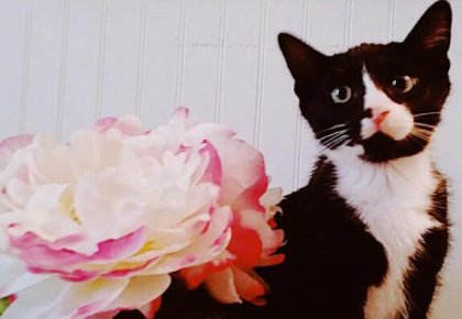 ϴ�»���ϴһ�飬һ��Сè�ɹ����