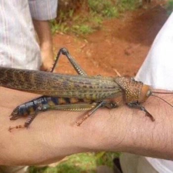 ǧ�ڻ������ӷ��ǣ����Ļȳ����ֱ۴�С��