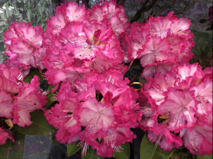 花店加盟品牌:流星花园花卉小投资大回报,创财富双收