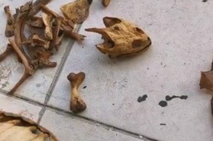 武汉大学生返校发现乌龟变龟壳，只剩下骨架
