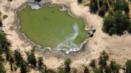 蓝藻细菌导致数百头大象死亡，气温上身有毒海藻疯长