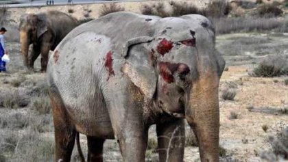 ����ϸ����������ͷ�������� ����ϸ��������˺����������