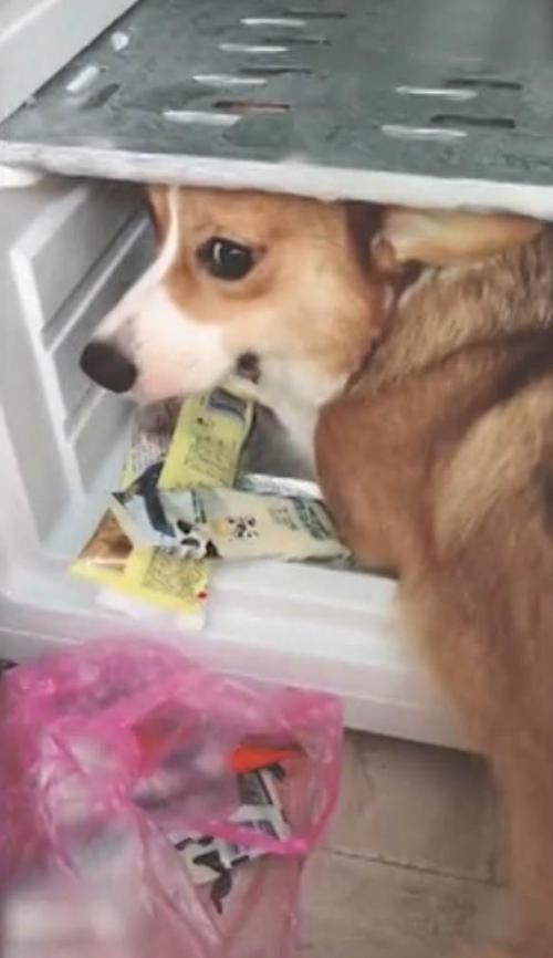成精了!狗狗趁主人睡觉开冰箱偷吃雪糕 从视频来看它是惯犯了