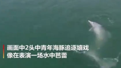 中华白海豚浪漫求偶画面 来自大自然的神奇