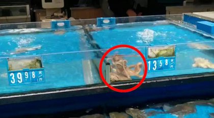 ���а�צ�㡰Խ�����ɹ����۷���   ��������һֻ���뷨����