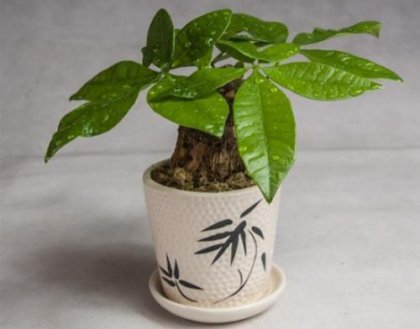 ����������ֲ   ��ˮ��ĺ���Ҫ