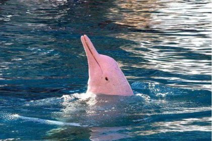 广东南澳岛现5只粉色海豚 网友：童话故事里跑出来的