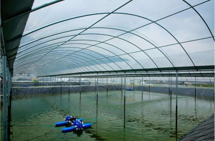 富农9号南美白对虾养殖湖北康富莱科技发展有限公司，是现在很受欢迎的对虾养殖项目